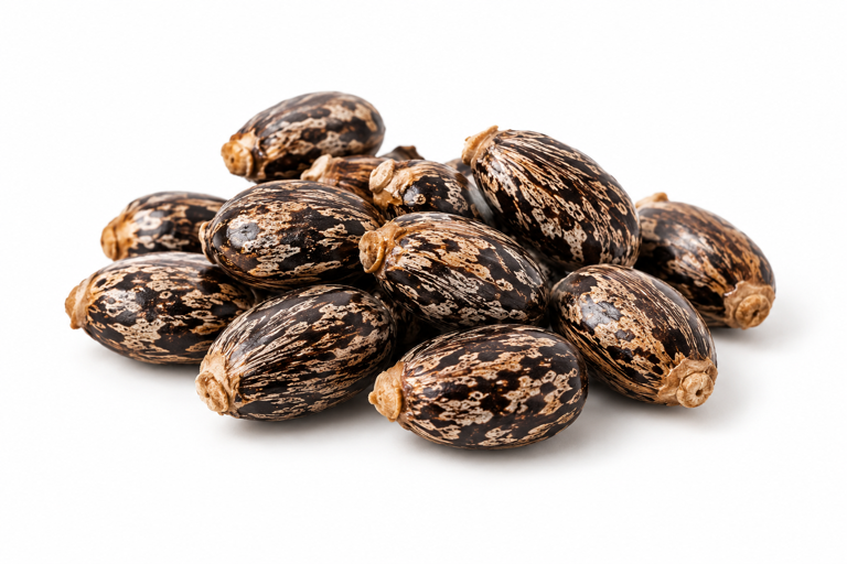 Black castor seeds